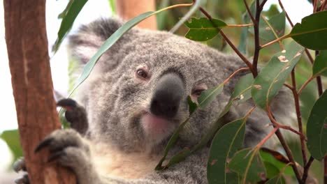 close up shot capturing a cute dazing koala, phascolarctos cinereus with fluffy fur, daydreaming on the tree, australian native wildlife species