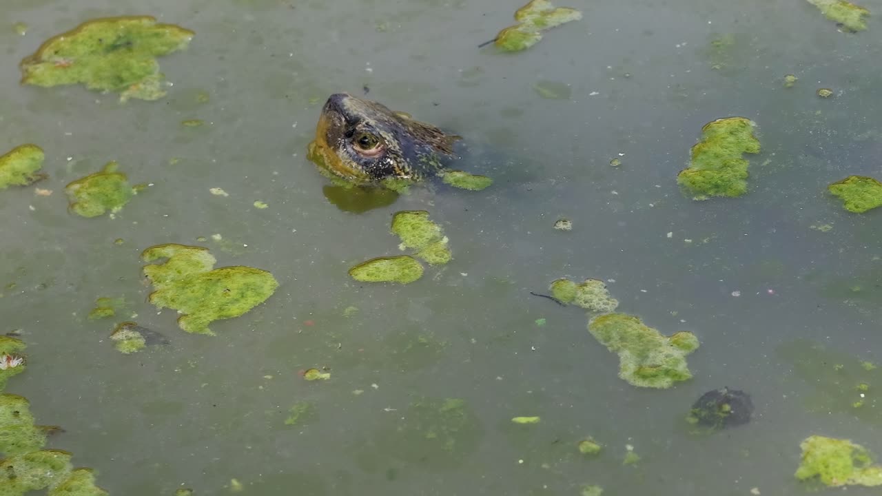 A turtle's head emerges amidst floating green algae in a calm pond environment.