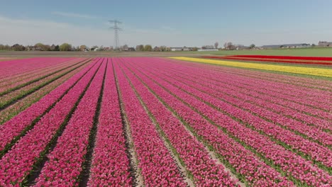 Jib-up-of-beautiful-tulip-fields-with-rows-of-flowers-in-a-rural-landscape