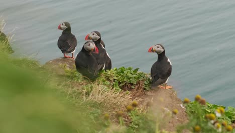 a few puffins standing on a cliff looking curiously around