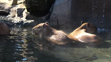 famous capybara on the izu peninsula taking a hot spring bath