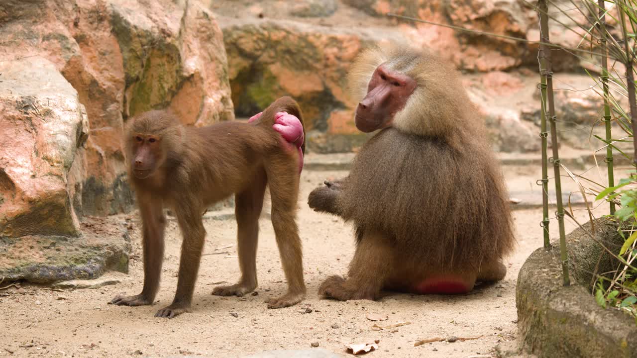 Deux babouins hamadryas interagissent dans un enclos de zoo sablonneux, baignés par une douce lumière naturelle du jour.