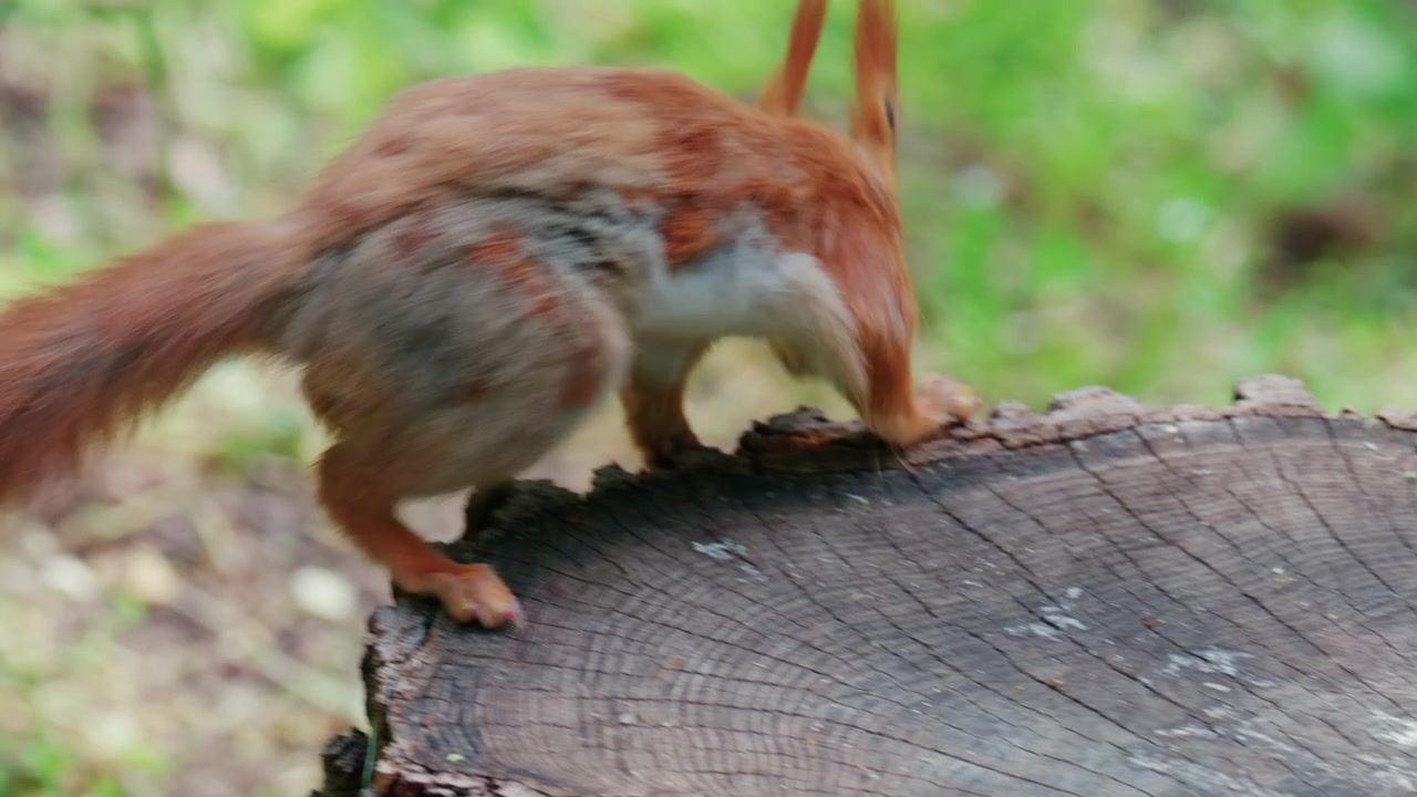 Scoiattolo rosso in rapido movimento che corre su erba e terreno coperti di foglie e piccole piante.