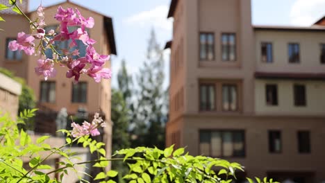 pink flowers with building in background