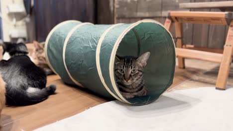 japan rescue cat cafe tunnel toy