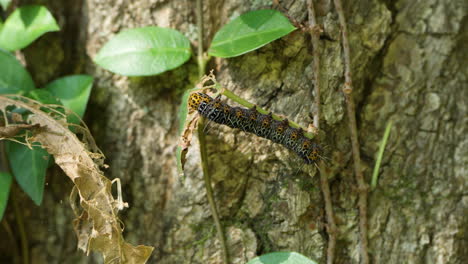 eight-spotted forester caterpillar on vine stem in forest