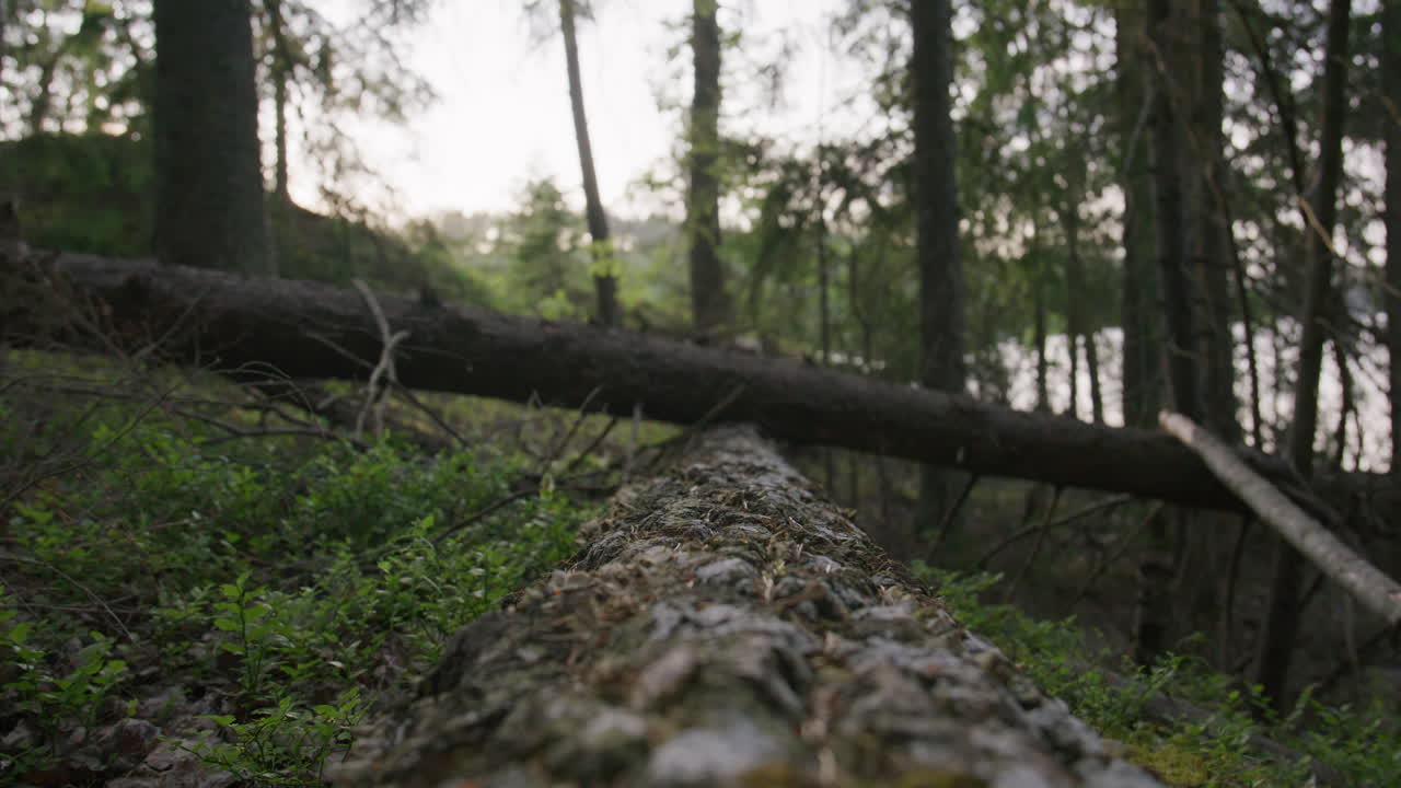 Nærbillede af væltet træstamme i skovbunden, med små baggrundsbelyste insekter, der danser i blødt aftenlys, og slørede træer og sø i baggrunden