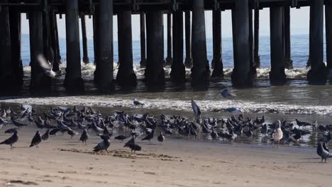 Una-Bandada-De-Palomas-De-Roca-O-Palomas-De-Roca-Comunes-Y-Gaviotas-De-California-En-La-Playa-Junto-A-Un-Muelle---Vuelo-En-Cámara-Lenta