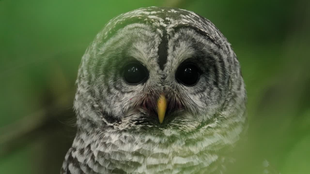 A close-up of a barred owl staring directly at the camera.