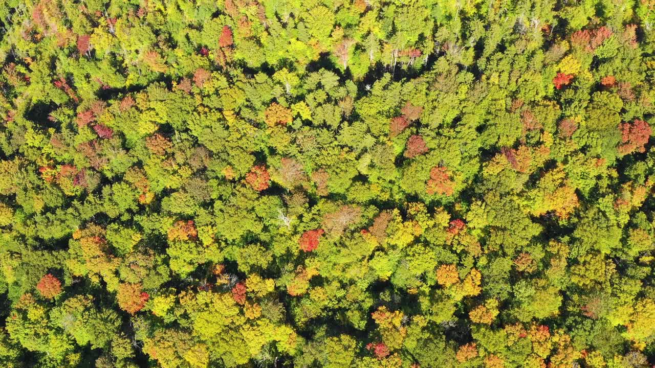 drone aéreo disparado sobre la parte superior de los coloridos árboles de otoño en el bosque cuando termina el verano y la temporada cambia para caer en maine