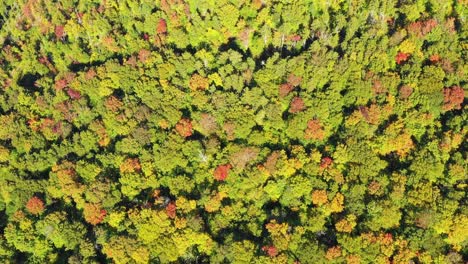 Aerial-drone-shot-over-the-top-of-colorful-autumn-trees-in-the-forest-as-summer-ends-and-the-season-changes-to-fall-in-Maine