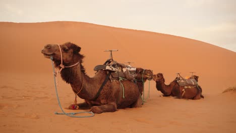 a group of saddled dromedary camels rests peacefully on golden sahara dunes in morocco