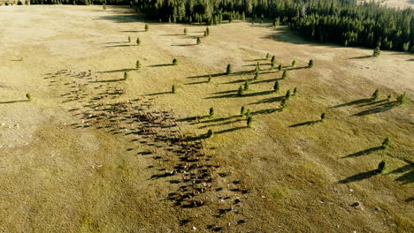 Drone footage soaring above a herd of elk as they run through a picturesque western terrain.