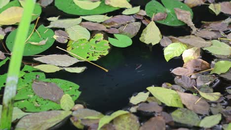 leaves floating gently on a still pond.