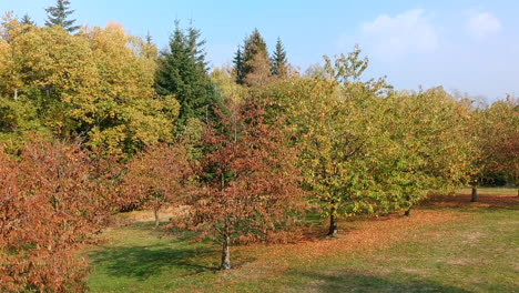 foto de pedestal de algunos árboles coloridos y un bosque en el fondo, selva negra, alemania