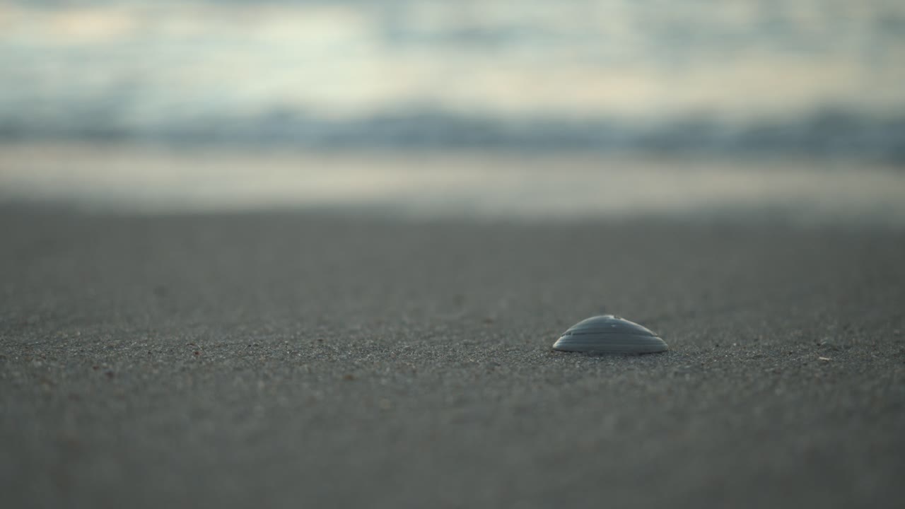 Close-up shot of a shell carried away by the waves on the beach of Sylt