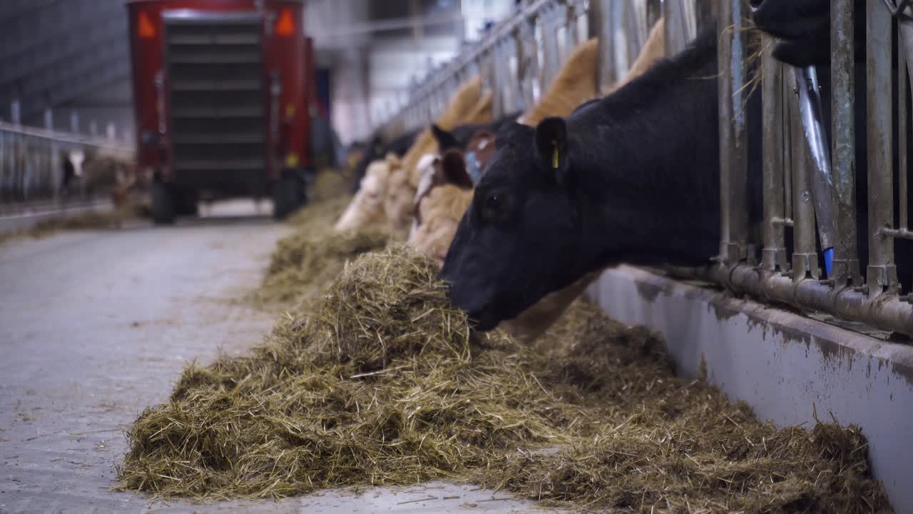 Cows In A Shed Feeding On Silage Grass From A Bale Shredder