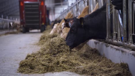 cows in a shed feeding on silage grass from a bale shredder