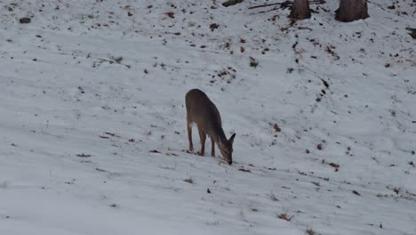 Ein-Entzückendes-Kleines-Rehbaby,-Das-Im-Schnee-Nach-Futter-Sucht