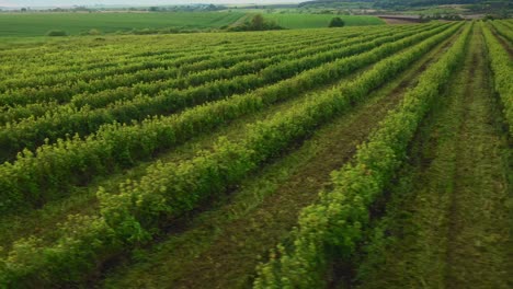 Vista-Aérea-Del-Amplio-Campo-De-Plantación-Verde-Durante-Un-Día-Soleado.