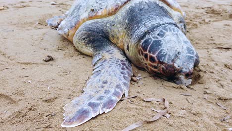 Close-up-footage-slowly-circle-of-a-big-dead-turtle-at-sandy-beach-Dramatic-clouds-and-sky-Pollution-plastic-in-the-sea-environment-disaster-on-Paralia-Chalikounas-Corfu-Greece-2022-by-Philipp-Marnitz