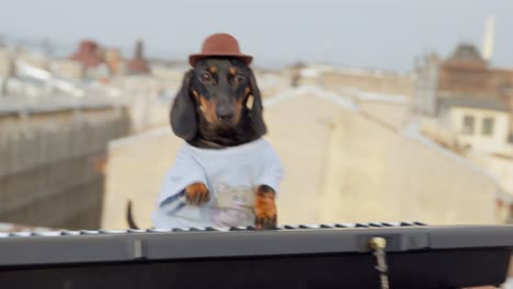 cute dachshund dog in t-shirt and hat plays contemporary synthesizer keyboard performing on building roof at music concert at the sunset