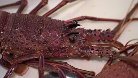 langosta cruda en el fregadero lista para ser cocinada