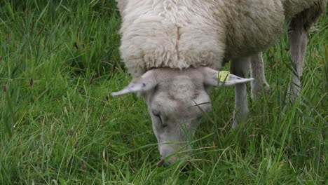 sheep grazing on long grass