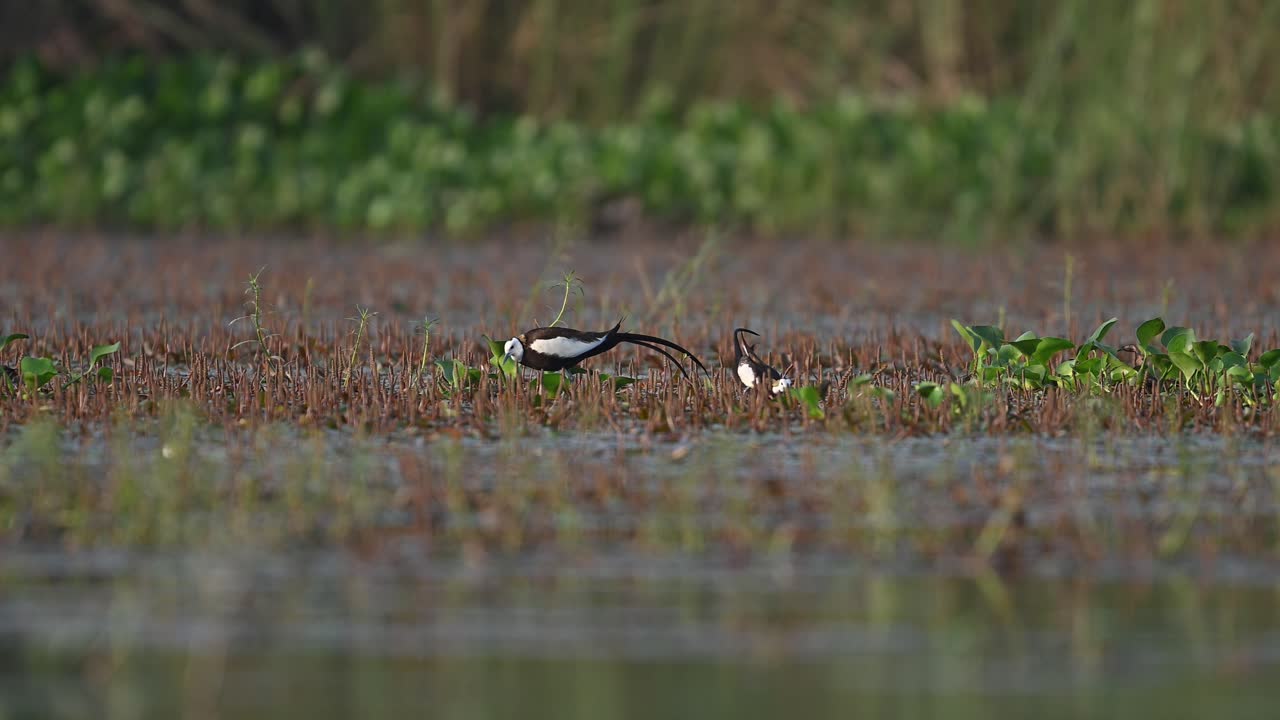 pareja de jacana de cola de faisán bailando en el humedal