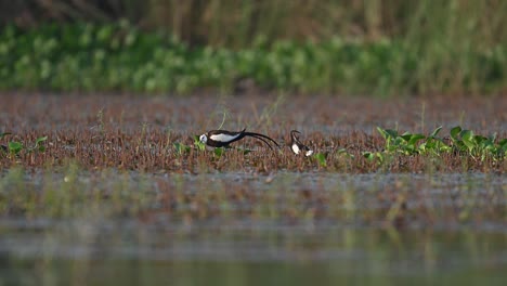 pair of pheasant tailed jacana matting dance in wetland