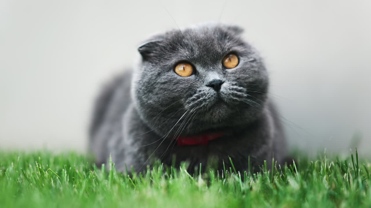 Close up of a Scottish Fold cat with orange eyes and a red collar resting on the green grass in a garden