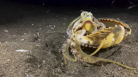 pulpo de coco alimentándose de plancton durante la noche