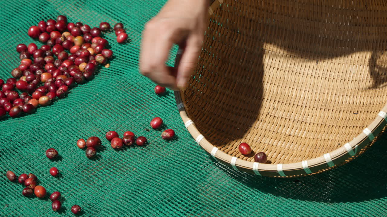 рука фермера выбирает зрелые красные свежие кофейные плоды и кладет их в тканую бамбуковую корзину в замедленном движении на кофейной ферме в да-лате, вьетнам