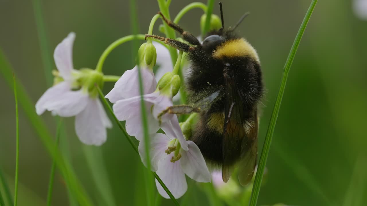 черепаха держится за цветок кукушки, в то время как стебло мягко дрожит на ветру, макро
