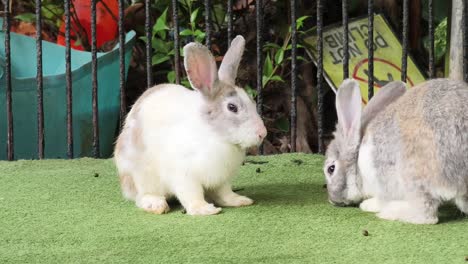 two rabbits in a cage