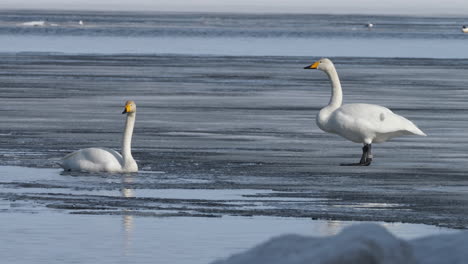 Close-up-static-shot-of-couple-of-whooper-swans-on-thin-ice-of-lake
