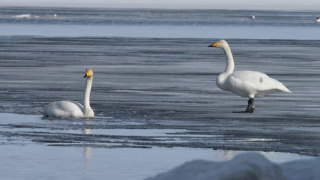 primer plano de una toma estática de un par de cisnes cantores sobre una fina capa de hielo del lago