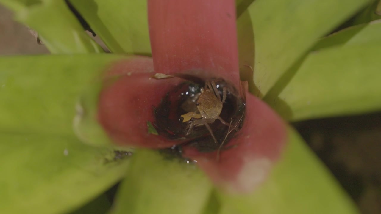 High-angle macro static shot of a small vampire crab (Geosesarma) submerged inside the water-filled central cup of a colorful bromeliad plant at night.