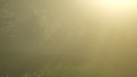 magical forest with sparkles