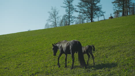 Healthy-black-mare-with-houndgutted-foal-walks-along-meadow