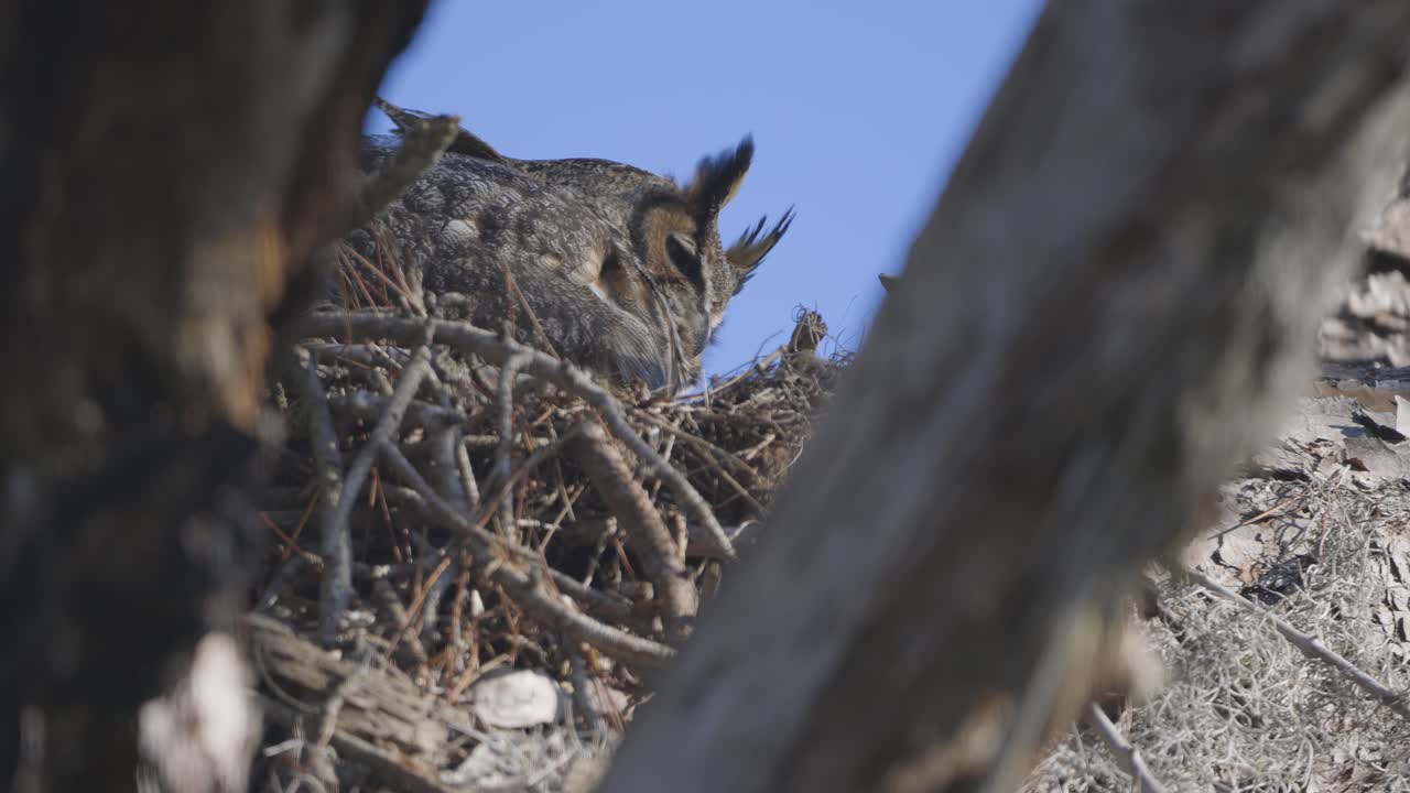 Great Horned Owl perched in tree nest looking down through tree branches