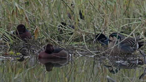 eurasian coot, baikal teal and ferruginous duck
