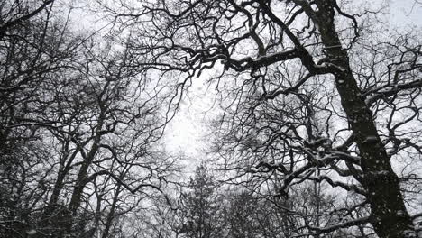 snow falling in slow motion between the dark silhouette trees in the woods