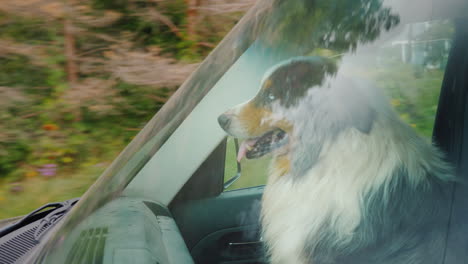 the dog travels in the car sits next to the driver the windshield reflects trees