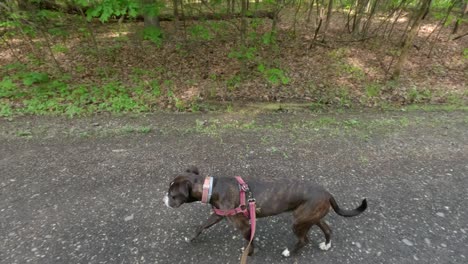 disparo en órbita de un hermoso perro boxeador de brindle marrón caminando a lo largo de un camino de grava a través de un bosque