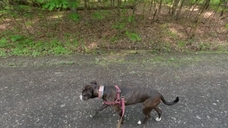 orbiting shot of a beautiful brown brindle boxer dog walking along a gravel road through a forest