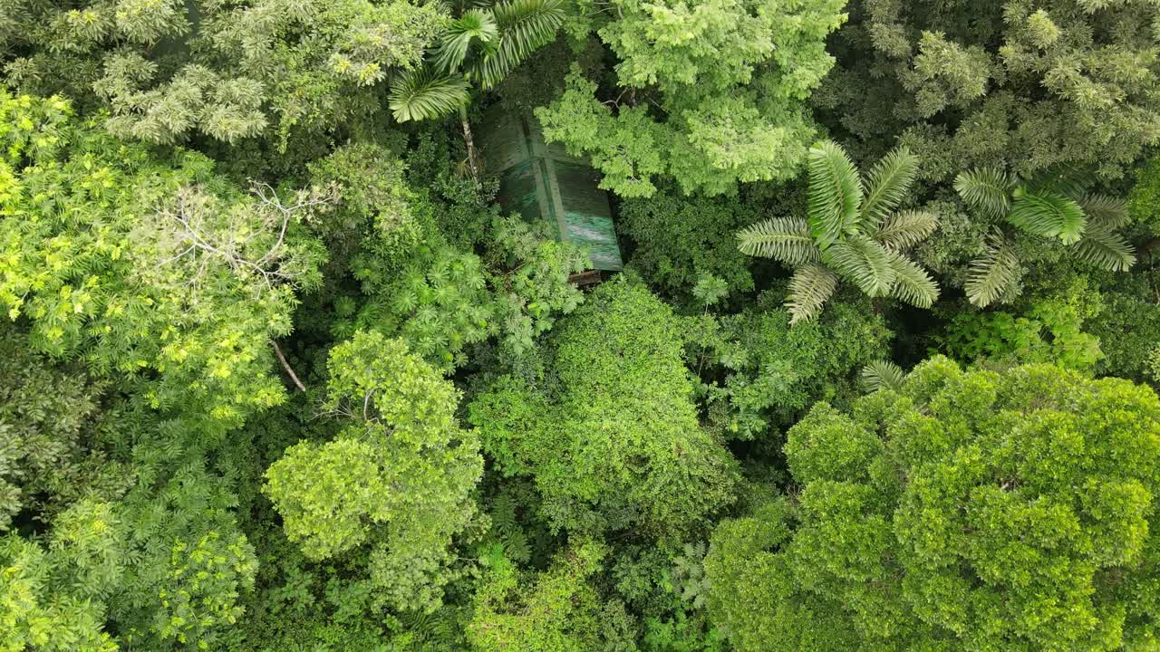 vista aérea que se inclina hacia arriba, vista panorámica de la selva tropical de la tigra en costa rica, en un día soleado