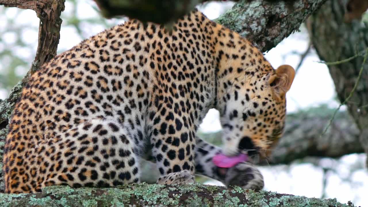 Leopard safari grooming himself outdoor cleaning fur wild wildlife animal Tanzania