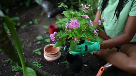 Black-female-gardener-planting-blooming-flowers-in-greenhouse