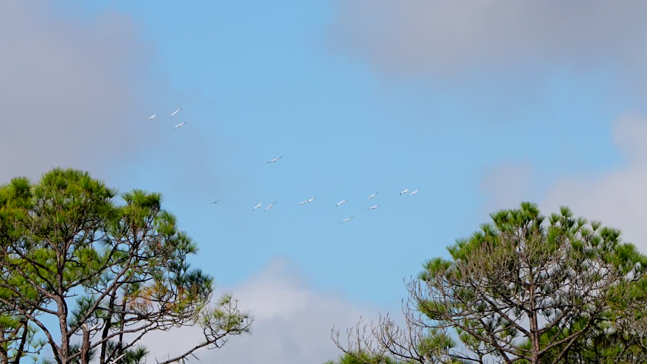 Pelicans flying above the trees